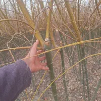 بید مجنون زرد فر سبز پیوندی|خدمات باغبانی و درختکاری|فلاورجان, |دیوار