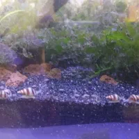 گوپی بلو مسکو و حلزون کیلر|ماهی|اردبیل, |دیوار