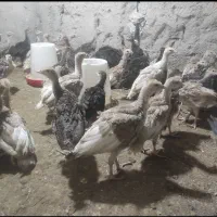 بوقلمون برنز و بوربون ۷۰ روزه