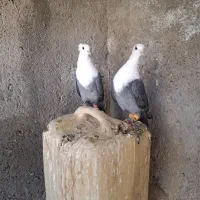 کلاغ سبز زردکرمونی دمسفید لیمویی