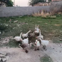 غاز و جوجه مرغ محلی