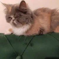 بزرگسال گربه