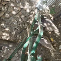 گاوآهن سه خیش تراکتور|ماشینآلات صنعتی|بیرانوند, |دیوار