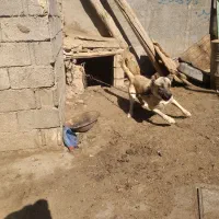 سگ گله ای|سگ|تبریز, |دیوار