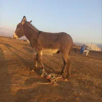 خر گله ای|حیوانات مزرعه|فیروزآباد (لرستان), |دیوار