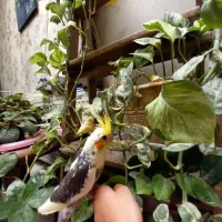 جوجه عروس هلندی تاج پرنسس سینه پر در محیط طبیعی|پرنده|فردیس, شهرک شهید حسینی|دیوار