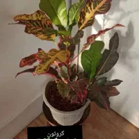 تخفیف گل و گیاه طبیعی به مدت دو روز|گل و گیاه طبیعی|خواف, |دیوار