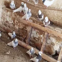 16 عدد کبوتر طوقی