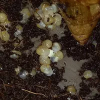 حلزون درمانی|خزنده|کرمان, |دیوار