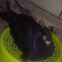 ماده تسو زاغ