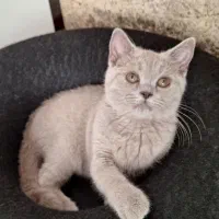 بربتیش لیلاک