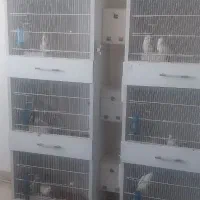 عروس هلندی مولد