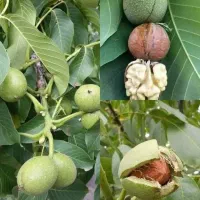 فروش تخصصی انواع نهال موسسه بزرگ نهالستان غرب|خدمات باغبانی و درختکاری|الیگودرز, |دیوار