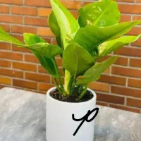 تمیزکارنظافت خدمات .. مجالس جشن تولد