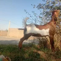 بزغاله پاکستانی