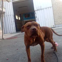 سگ پیت بول نر