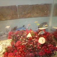 آکواریم شیشه خم با وسایل|ماهی|کرمان, |دیوار