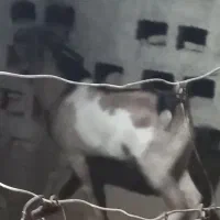 نری سرمست پچی|حیوانات مزرعه|بندرعباس, |دیوار