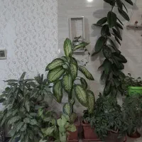 گل،|گل و گیاه طبیعی|سنندج, |دیوار