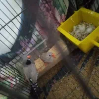 فنچ رویه جوجه معاوضه با پرنده