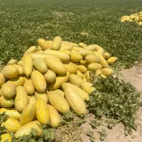 فروش-100هکتار-زمین-کشاورزی-فعال