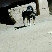 سگ سرابی پژدر|سگ|تهران, امیریه|دیوار