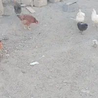 مرغ محلی و جوجه ی محلی|حیوانات مزرعه|شیراز, شهرک امیر کبیر|دیوار