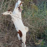 دو عددبیگ یک عدد،،ماده،هیچ نزاییده قصر|حیوانات مزرعه|شوش, |دیوار