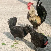 مرغ وخروس محلی اصل کاکی هستم
