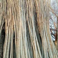 صنوبر نقگرا ترکیه|گل و گیاه طبیعی|ماهان, |دیوار