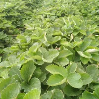 نهال سابرینا پر نی30.000.000