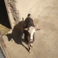 حیوانات مزرعه