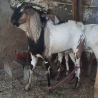 فروش نری سومال|حیوانات مزرعه|رویدر, |دیوار