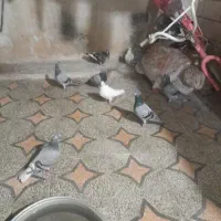 کبوتر
