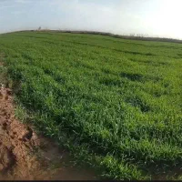 کود کشاورزی (افزایش چند برابری برداشت محصول)