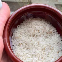 برنج|خوردنی و آشامیدنی|گرگان, |دیوار