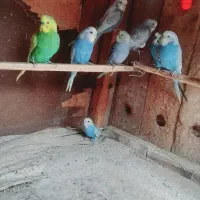 مرغ عشق نر فروشی