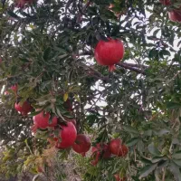 انار آبدار ودانه قرمز