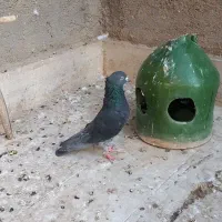 چهار عدد کبوتر  فروشی|پرنده|قم, باغ کرباسی|دیوار