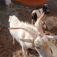 فروش دام زنده