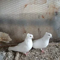 کبوتر تهرانی