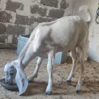 فروش  کره نر درخونه ای|حیوانات مزرعه|چاه ورز, |دیوار