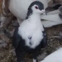 گمشده کفتر سیندق ماده