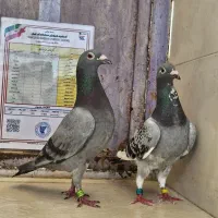 یک جفت مسافتی بی نظیر