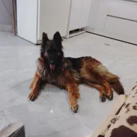 سگ ژرمن شپر