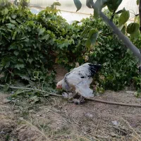 خروس برهما|حیوانات مزرعه|بن, |دیوار