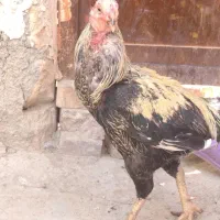 آگاهی خودکار