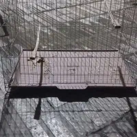 قفس قناری و مرغ عشق|لوازم جانبی حیوانات|ری, شهرک نظامی|دیوار