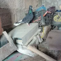 کبوتر اشعل نر|پرنده|کارون, |دیوار