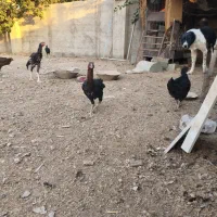 مرغ لاری|حیوانات مزرعه|ری, تصفیه خانه|دیوار